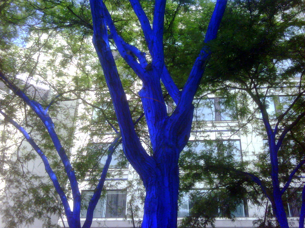 At Westlake Center:  The Blue Trees