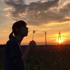 Dandelion Sunset in Poland