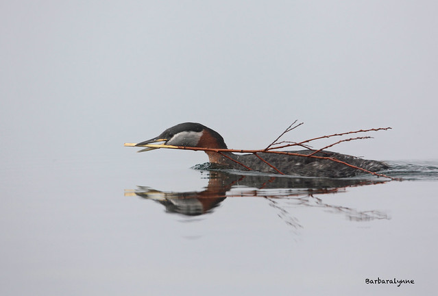 Red-Necked Grebe in the fog