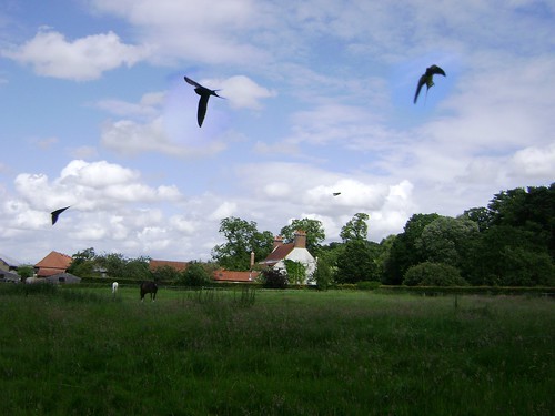 horses feeding farm swallows