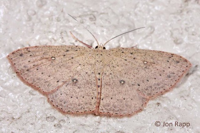 07137 Cyclophora myrtaria - Waxmyrtle Moth 1 (GA)