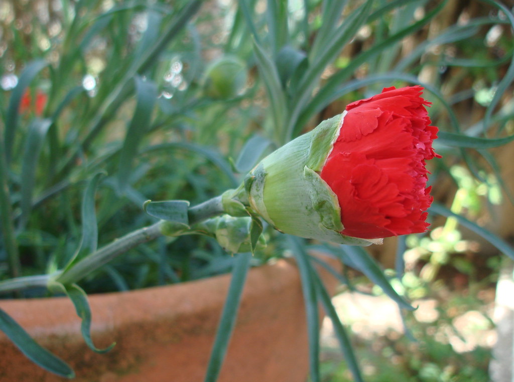 5ª FLOWER - A esperança em flor - cravo vermelho! | Maria Castelo | Flickr