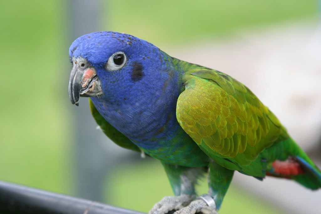 Blue-headed Parrot 