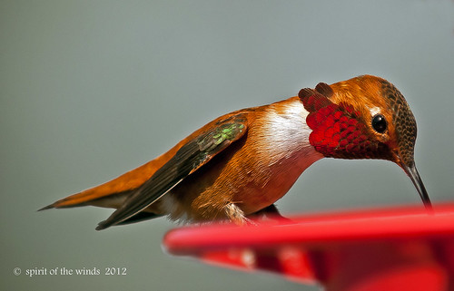 birds wildlife hummingbirds rufoushummingbirds naturewatcher floraandfaunaoftheworld malerufoushummingbirds