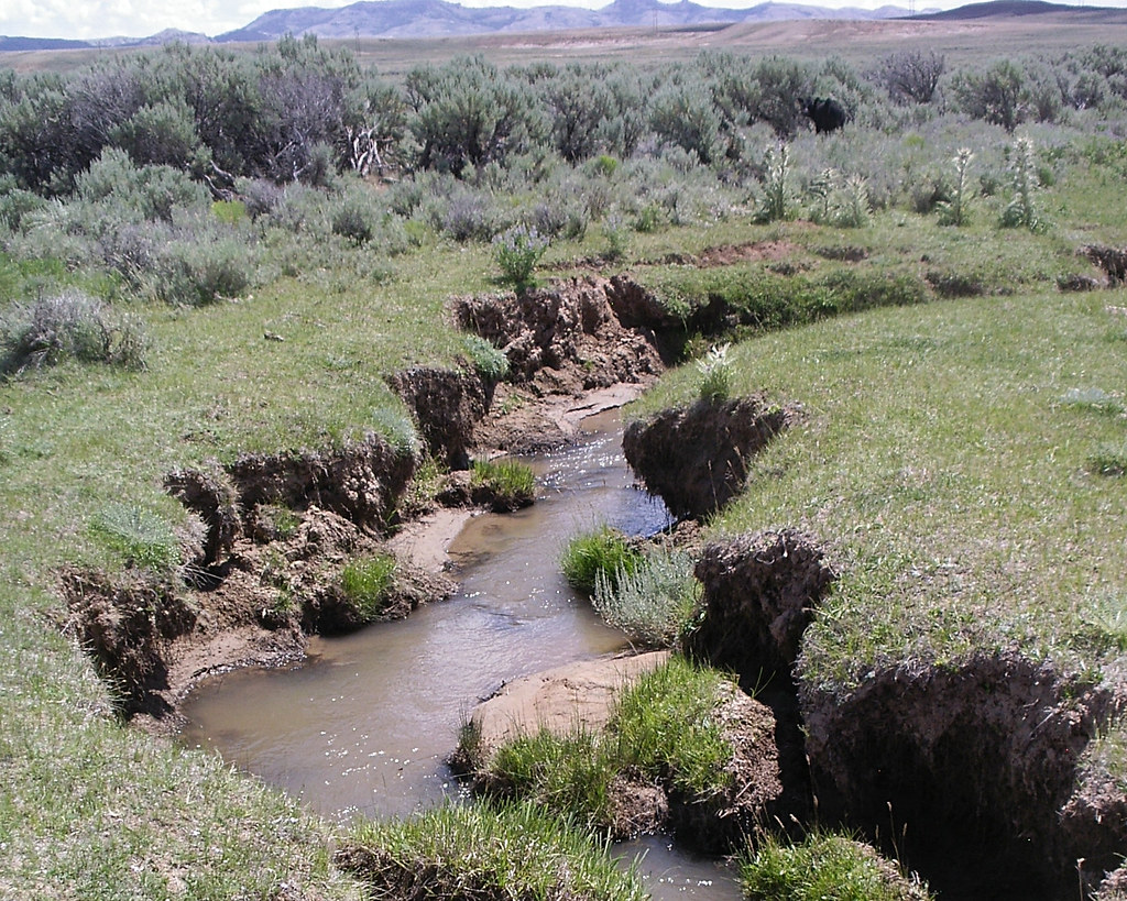 Grazing impacts in Wyoming