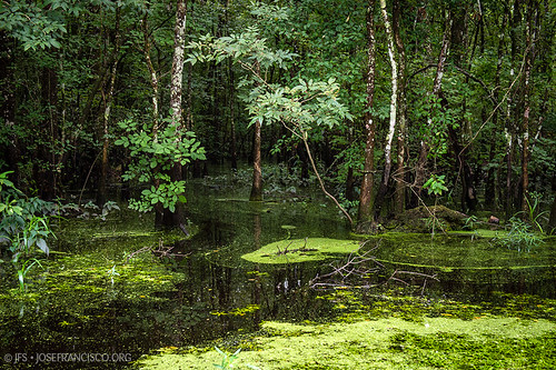 usa tree verde green us flora nikon louisiana pantano swamp árbol nikkor wetland d4 humedal maurepas livingstonparish 2470mmf28g headofisland 201207216262