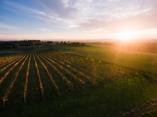 Vineyard in the Yarra Valley, Victoria, Australia