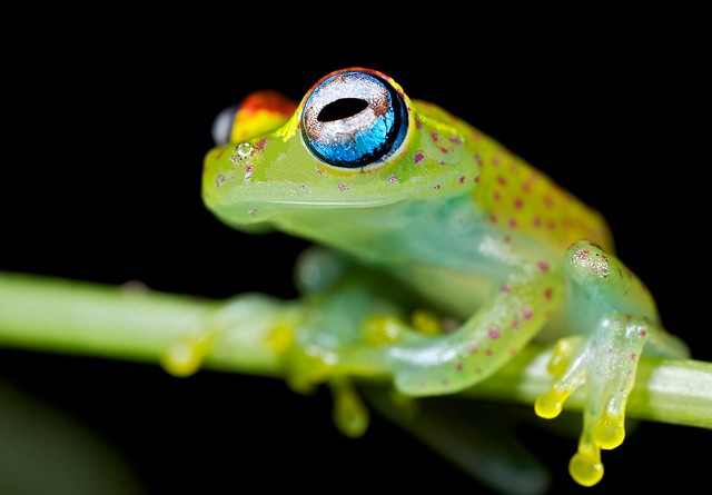 polk-a-dot frog (Boophis tasymena)