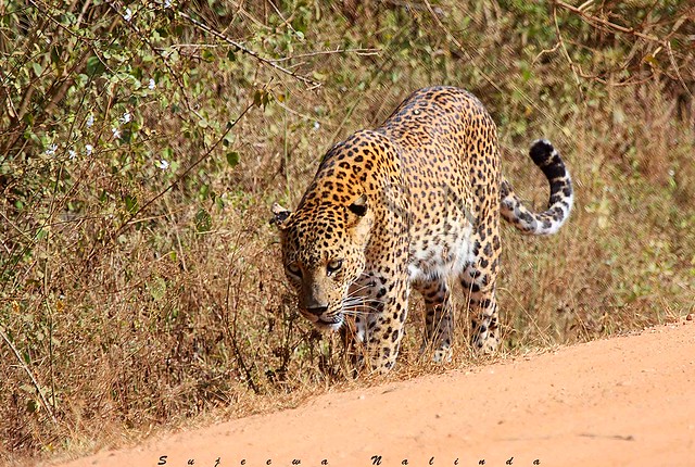 Leopard of sri lanka