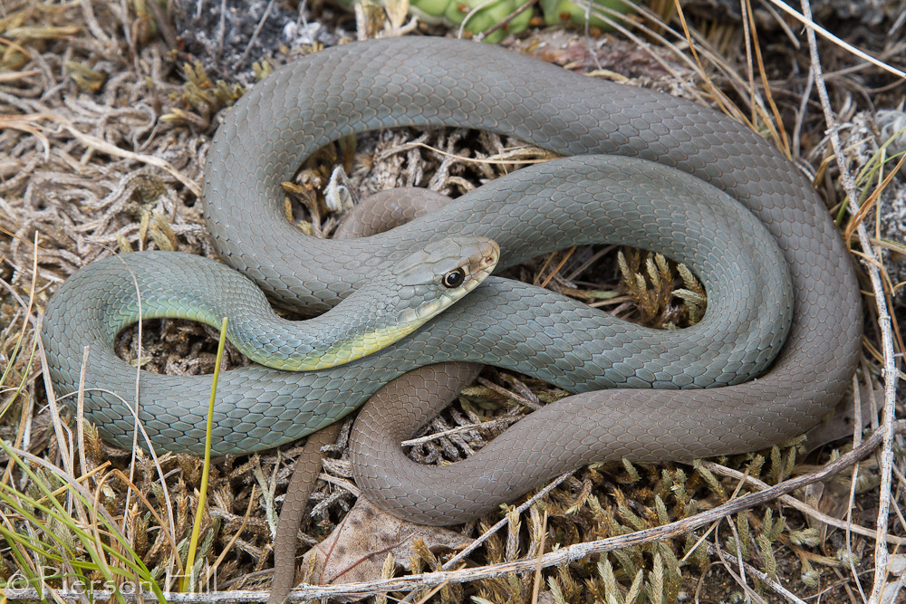 Southern Blue Racer
