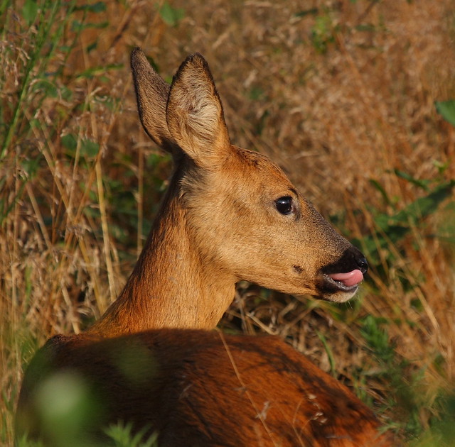 Roe Deer