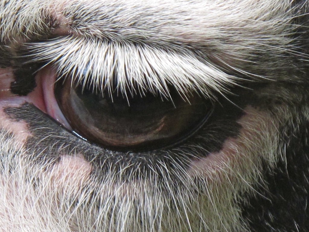 Llama Lashes | Laurence's eye. Well one of them. | DrJoolz | Flickr