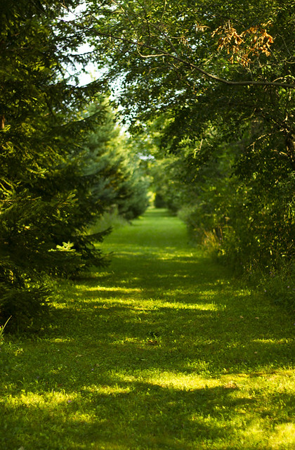 Late Summer Backyard 2 - Summer Path