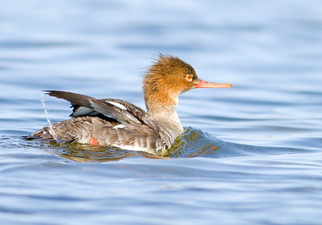 22 Species of Birds with Red Heads: A Comprehensive Guide - Red-breasted Merganser