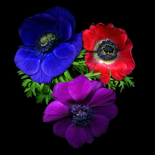 A SIGHT FOR SORE EYES... ANEMONES... by magda indigo