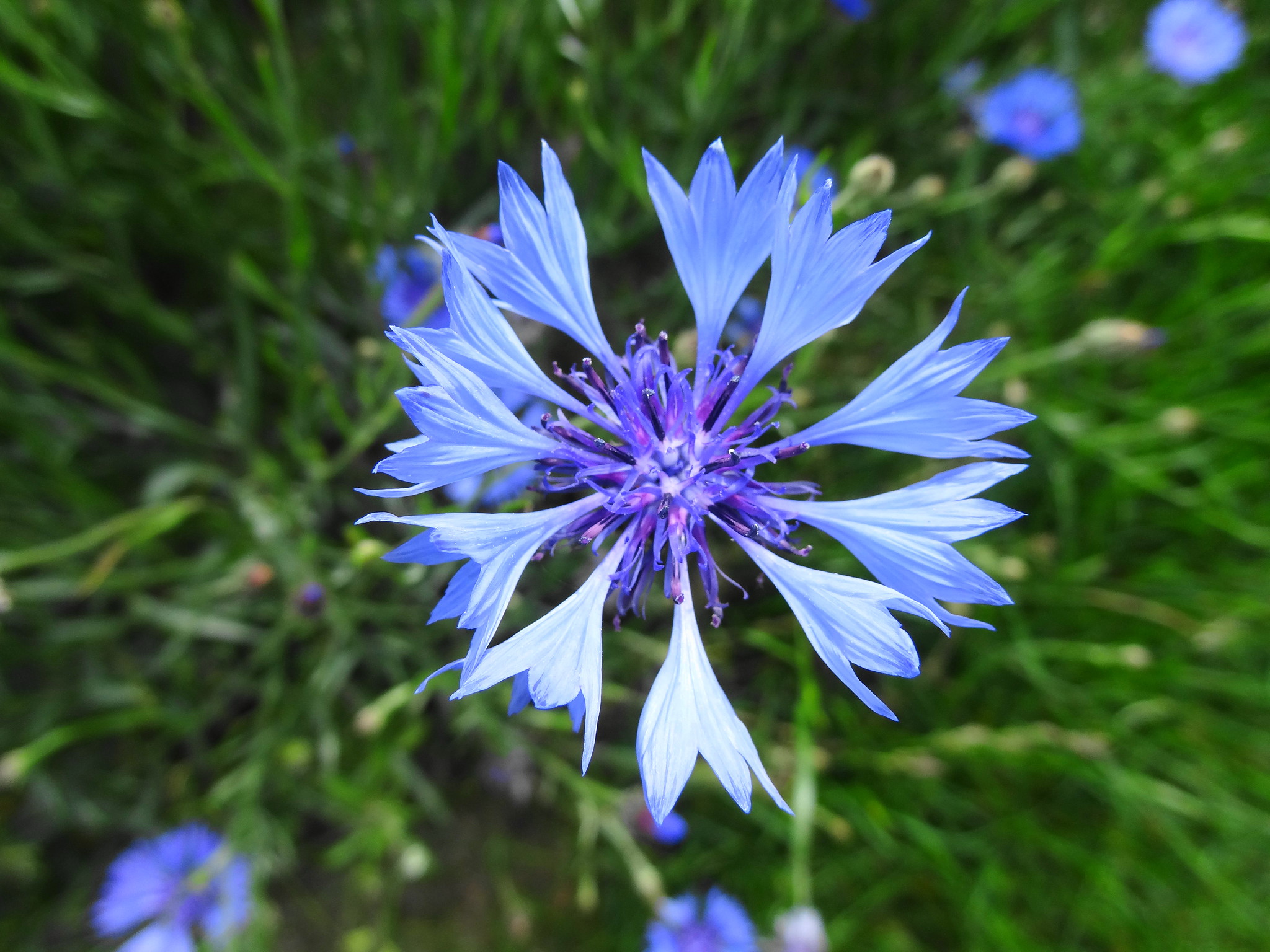Василек синий (Centaurea cyanus)