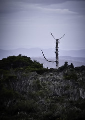Spooky tree totum, Hartz Mountains National Park
