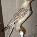 Flickr photo 'Falco rusticolus (12-8-15 Muséum des sciences naturelles d'Angers)' by: Bárbol.