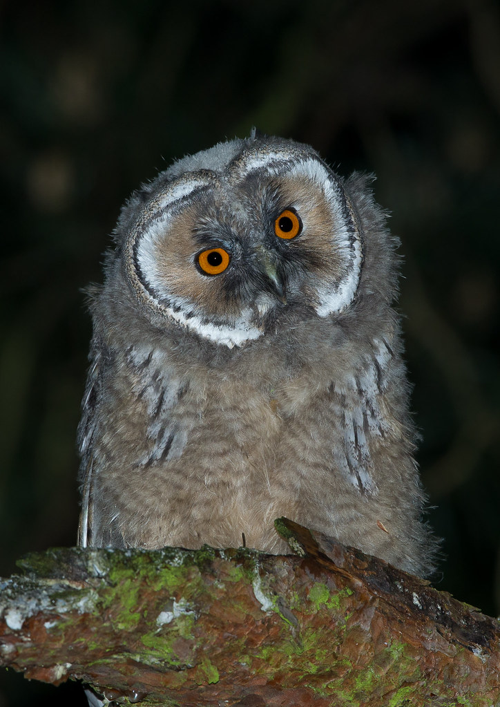 Young Long Eared Owl | Nathan Rimmer | Flickr