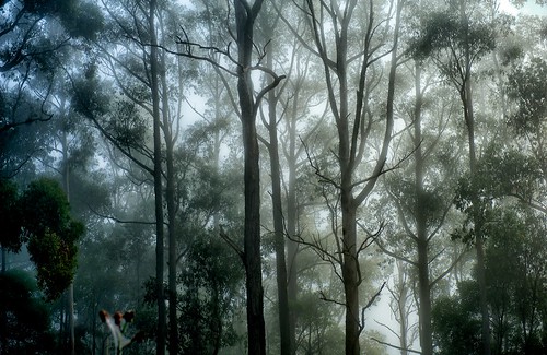 trees light nature leaves nikon australia victoria gumtree f28 yabbadabbadoo d700 nikond700 2470f28ged