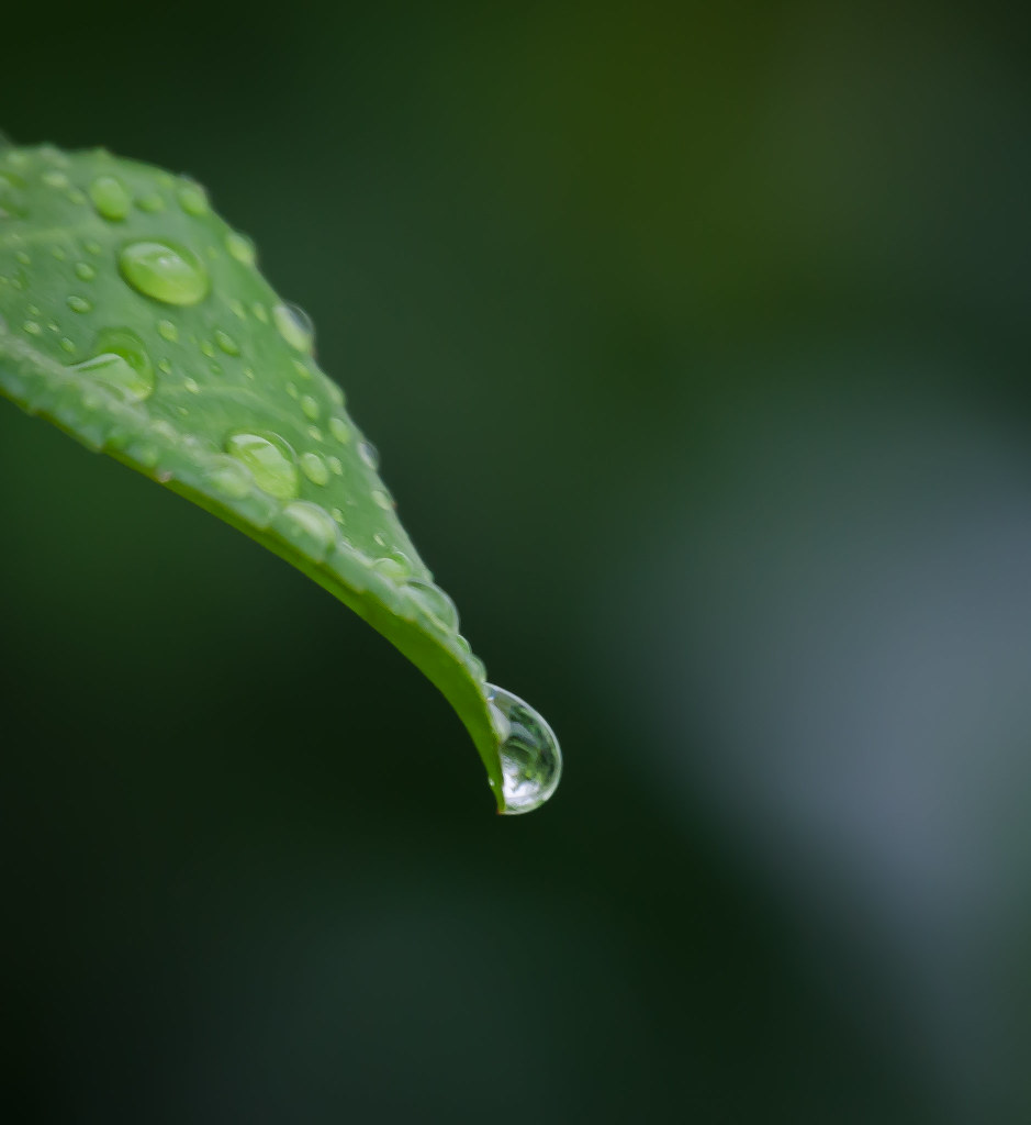 Raindrop On a Leaf | During my lunch break today it started … | Flickr