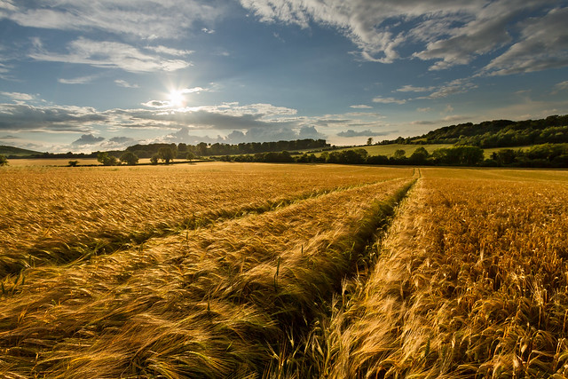 Fields of Gold