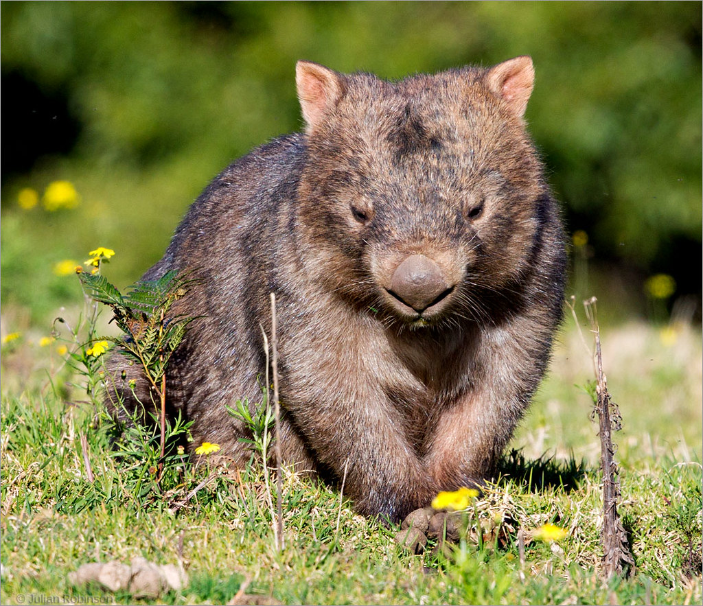  Wombat  A Common Wombat  or Bare nosed Wombat  looking 
