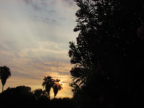 018 by roilynn, sunset clouds palmtree brownsvilletx