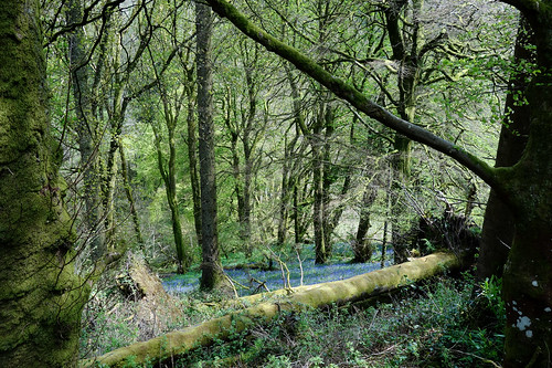 trees ireland bluebells forest woodland woods sony northern glenariff coantrim hyacinthoides rx100 nonscripta