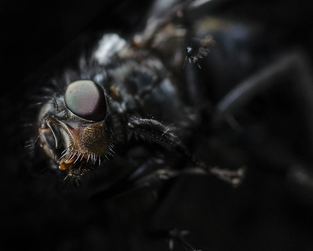 Wounded Fly
