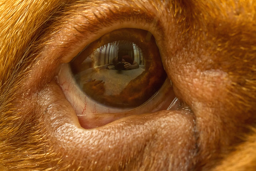 selfie dogue de bordeaux french mastiff eye reflection window view macro kev gregory canon 7d 100mm f28 benson usm world photographer pet dog hound hooch
