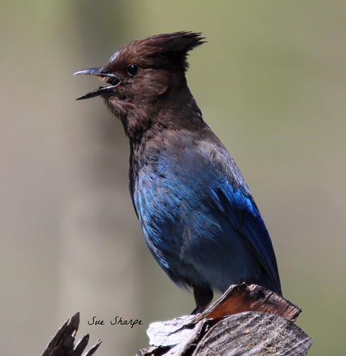 Stellar Jay (male) | Summerland, British Columbia, Canada | Sue Sharpe ...