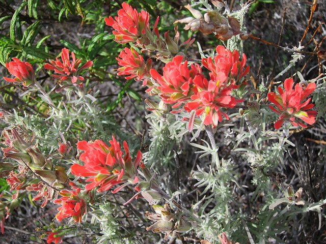 California native plants - Indian Paintbrush - Castilleja affinis