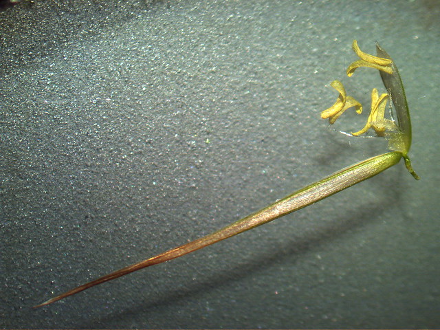 Phragmites australis floret4