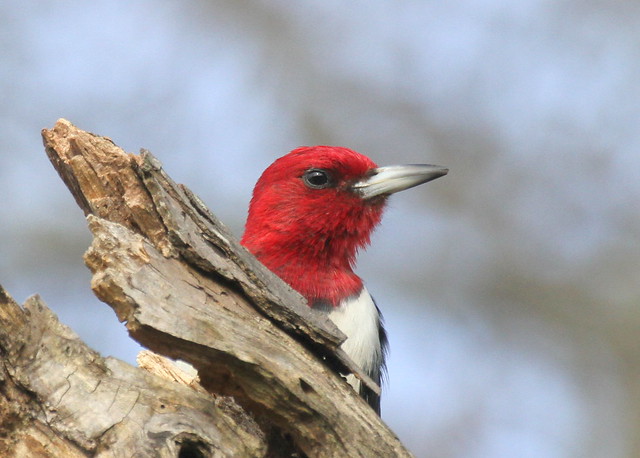 Red-headed Woodpecker, Walker County, GA 26 Nov 2011
