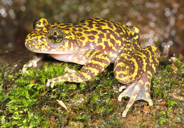 Natal Cascade Frog - Kaapsehoop - Copyright of David Maguire