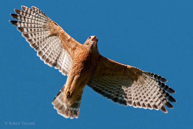 Red-shouldered Hawk - Adult