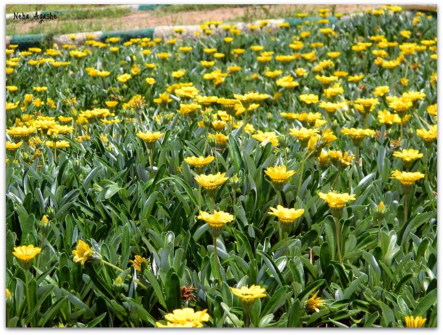 Carpet of Yellow Flowers