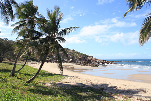tree beach bay australia palm qld queensland bowen domino murray withsunday