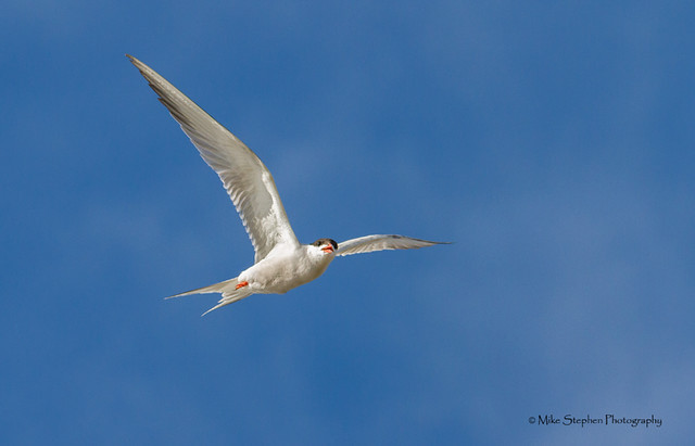 Common Tern in Flight 1