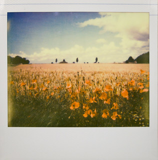 Summer Flowers | Camera: Polaroid Spectra/Image Film: Imposs… | Flickr
