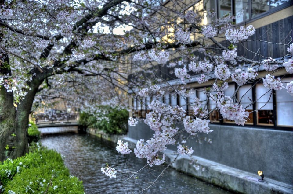 The Takase river with Sakura is a great place to take photos