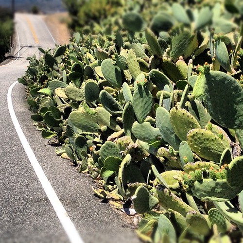 cars or cacti. hmm.. #biking #pch #socal #california #whereiride #malibu #beach #ocean #mountains #santamonicamountains #latergram #iphoneonly #niceview #triathlon #training #swimbikerun #cactus | by g.andrejs