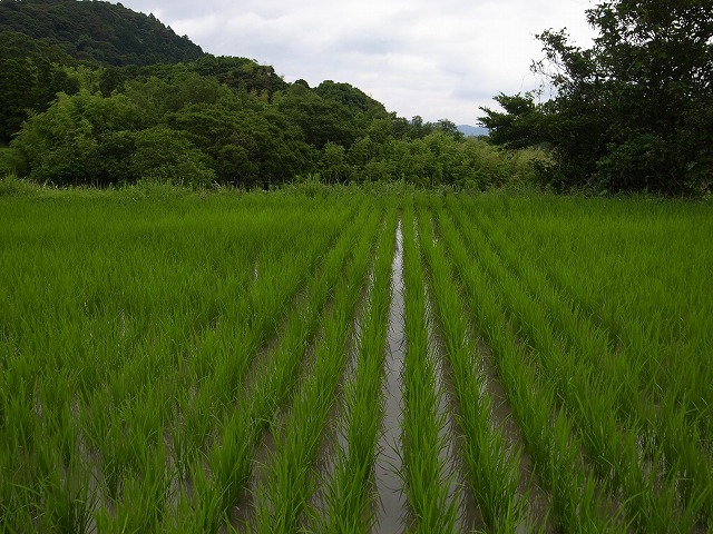 <p>e)稲はここまで成長してます。</p>