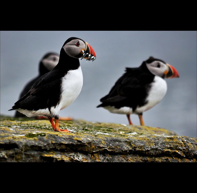 The Puffin Show (6)