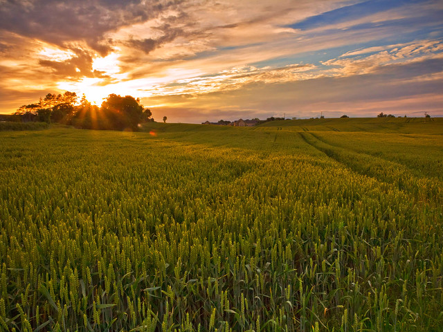 Wheat Sunset