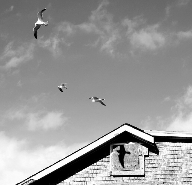 Seagulls at Point Judith in Black & White