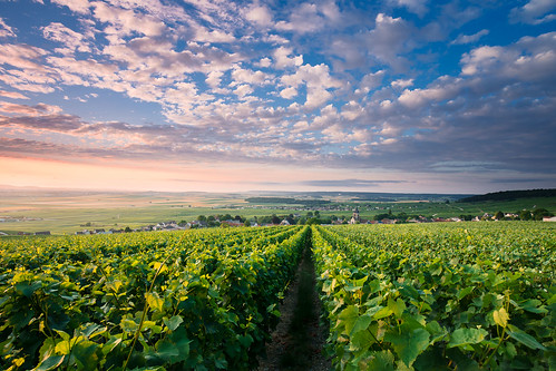 summer france sunrise vineyard village wine champagne champagneardenne montagnedereims villedommange