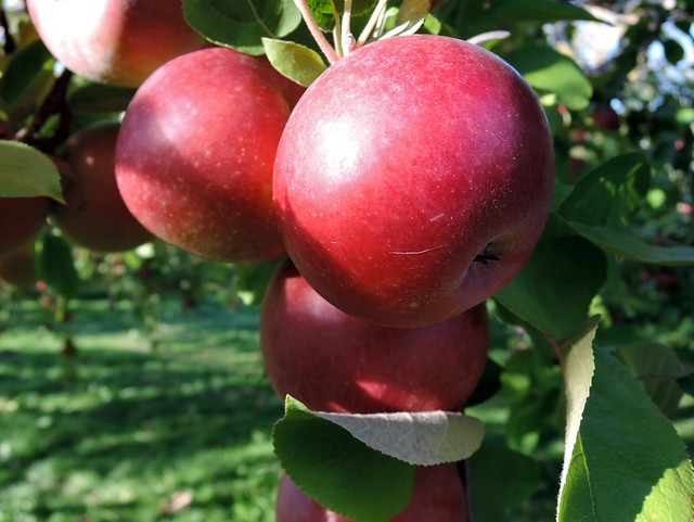 Les belles pommes du Québec