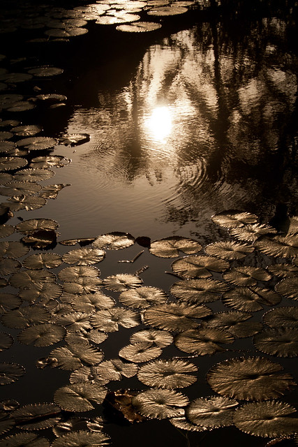 Lotus Pond.